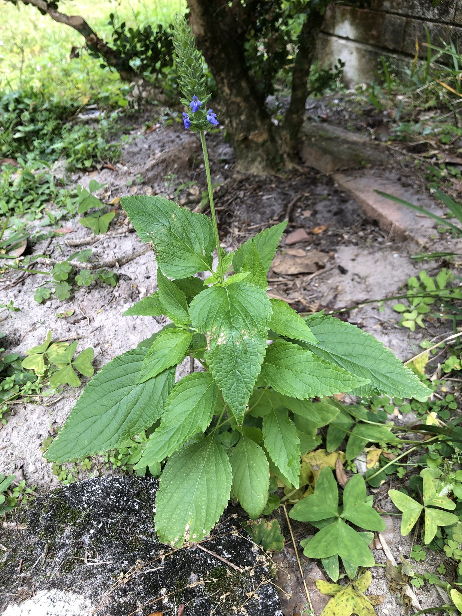 Salvia hispanica